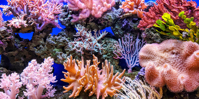 How Your Sunscreen Is Affecting The Ocean’s Coral Reefs