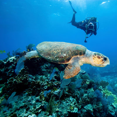 Top Five Best Diving Spots in the United States