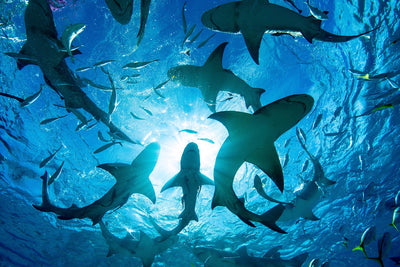Why Sharks Attack People and How You Can Avoid Becoming a Victim